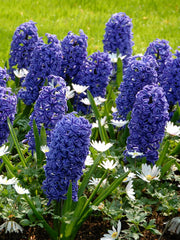 Bulbi de Zambile Blue Jacket - Pachet 3 Bulbi, Aqua Flowers