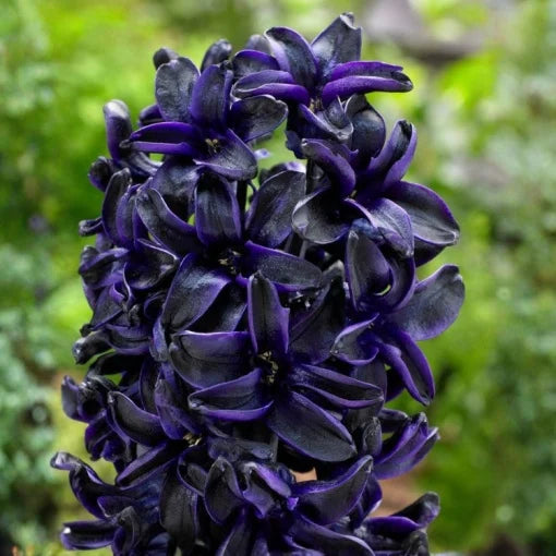 Bulbi Zambile Blue Sapphire - Pachet 3 Bulbi - Aqua Flowers