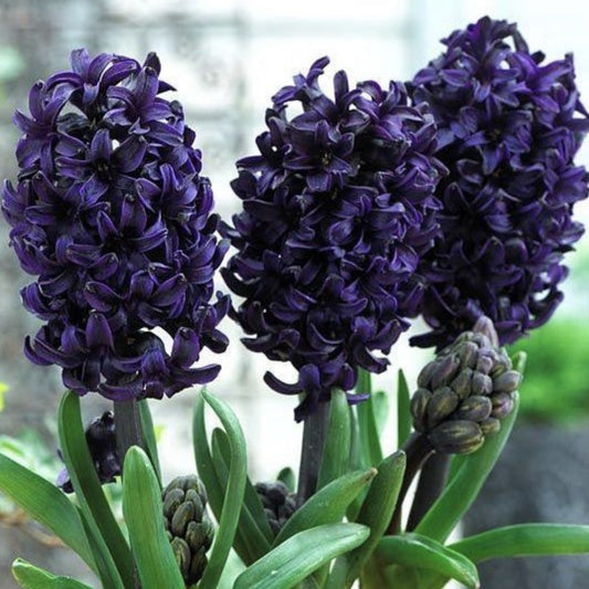 Bulbi Zambile Blue Sapphire - Pachet 3 Bulbi - Aqua Flowers