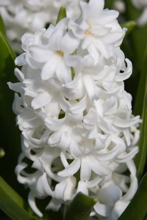 Bulbi Zambile Carnegie - Pachet 3 Bulbi - Aqua Flowers