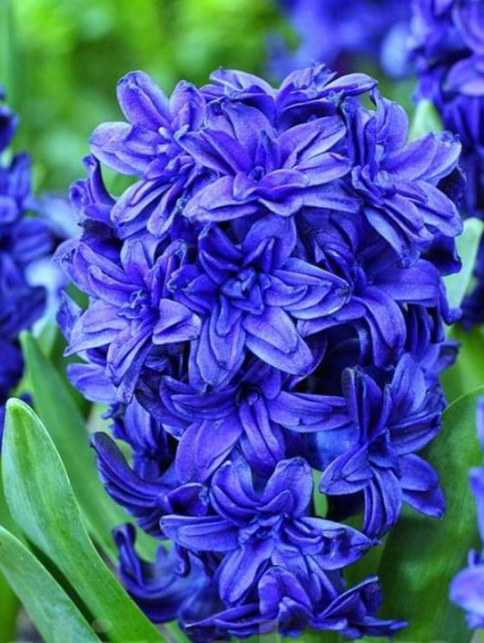 Bulbi Zambile Cristal Palace - Pachet 3 Bulbi - Aqua Flowers