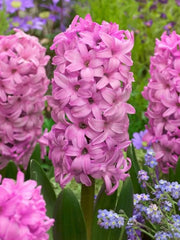 Bulbi Zambile Fondant - Pachet 3 Bulbi - Aqua Flowers