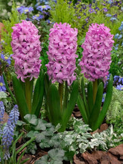 Bulbi Zambile Fondant - Pachet 3 Bulbi - Aqua Flowers