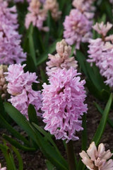 Bulbi Zambile Fondant - Pachet 3 Bulbi - Aqua Flowers