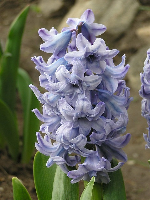 Bulbi Zambile General Kohler - Pachet 3 Bulbi - Aqua Flowers