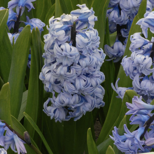 Bulbi Zambile General Kohler - Pachet 3 Bulbi - Aqua Flowers