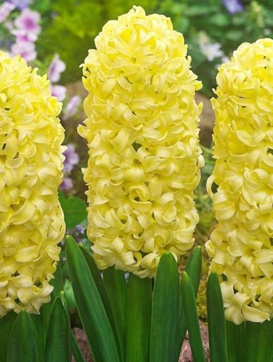 Bulbi Zambile Gipsy Princess - Pachet 3 Bulbi - Aqua Flowers