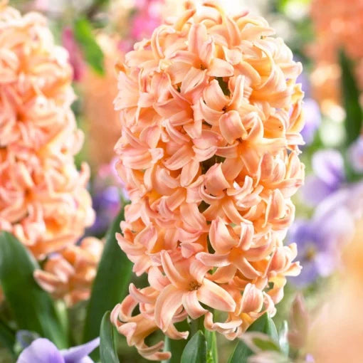 Bulbi Zambile Gipsy Queen - Pachet 3 Bulbi - Aqua Flowers