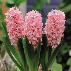 Bulbi de Zambile Hermione - Pachet 3 Bulbi, Aqua Flowers