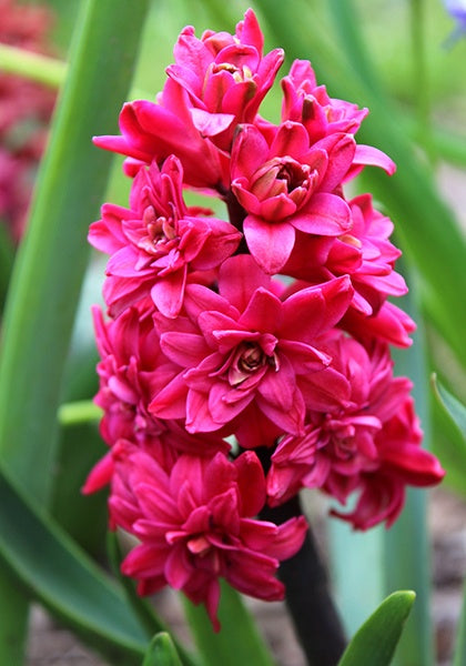 Bulbi Zambile Hollyhock - Pachet 3 Bulbi - Aqua Flowers