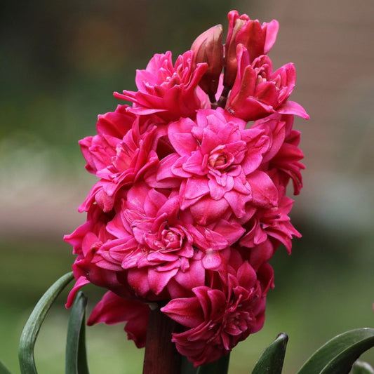 Bulbi Zambile Hollyhock - Pachet 3 Bulbi - Aqua Flowers