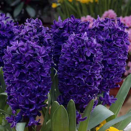 Bulbi Zambile Peter Stuyvesant - Pachet 3 Bulbi - Aqua Flowers