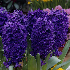Bulbi de Zambile Peter Stuyvesant - Pachet 3 Bulbi, Aqua Flowers