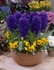 Bulbi de Zambile Peter Stuyvesant - Pachet 3 Bulbi, Aqua Flowers