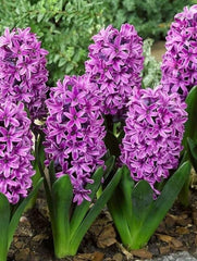 Bulbi de Zambile Purple Sensation - Pachet 3 Bulbi, Aqua Flowers