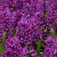 Bulbi de Zambile Purple Sensation - Pachet 3 Bulbi, Aqua Flowers