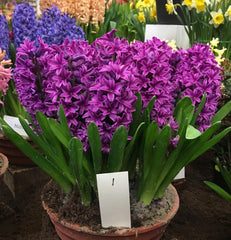 Bulbi de Zambile Purple Sensation - Pachet 3 Bulbi, Aqua Flowers