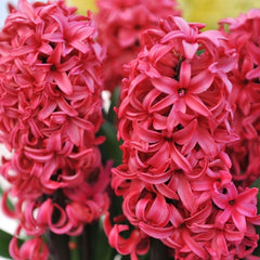 Bulbi de Zambile Red Magic - Pachet 3 Bulbi, Aqua Flowers