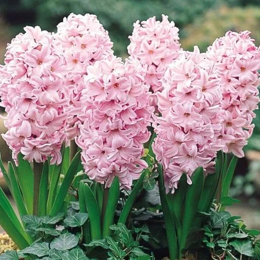 Bulbi Zambile Rosette - Pachet 3 Bulbi - Aqua Flowers