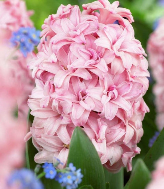 Bulbi Zambile Rosette - Pachet 3 Bulbi - Aqua Flowers