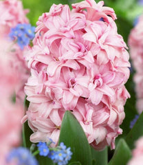 Bulbi de Zambile Rosette - Pachet 3 Bulbi, Aqua Flowers