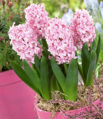 Bulbi Zambile Rosette - Pachet 3 Bulbi - Aqua Flowers