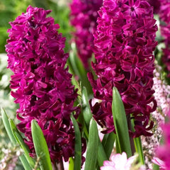 Bulbi de Zambile Woodstock - Pachet 3 Bulbi, Aqua Flowers