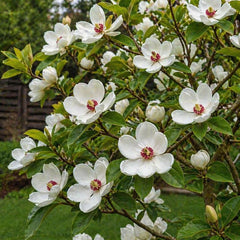 Magnolia Sieboldii - Ghiveci 3L - H 100 - 110 cm