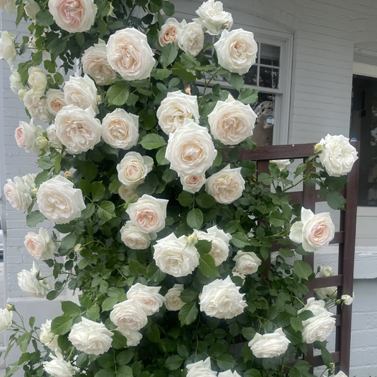 Trandafiri Cățărători Parfumați - Iceberg - Rădăcină Ambalată - Aqua Flowers
