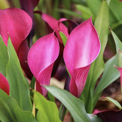 Cala - Hot Flashes - Pachet 1 bulb - Aqua Flowers