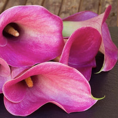 Cala - Hot Flashes - Pachet 1 bulb - Aqua Flowers