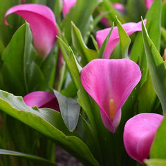 Cala - Hot Flashes - Pachet 1 bulb - Aqua Flowers