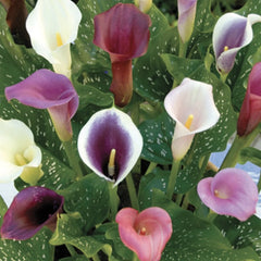 Cala - Mix - Pachet 3 bulbi - Aqua Flowers