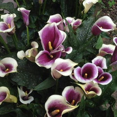 Cala - Picasso - Pachet 1 bulb - Aqua Flowers