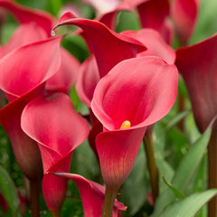 Cala - Red - Pachet 1 bulb - Aqua Flowers