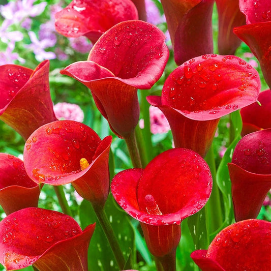 Cala - Red - Pachet 1 bulb - Aqua Flowers