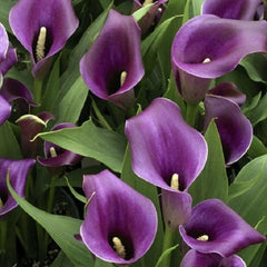 Cala - Regal - Pachet 1 bulb - Aqua Flowers