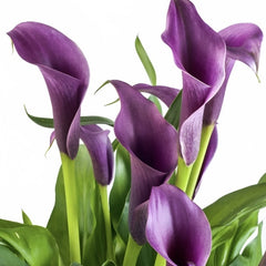 Cala - Regal - Pachet 1 bulb - Aqua Flowers