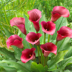 Cala - Ruby Sensation - Pachet 1 bulb - Aqua Flowers