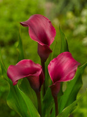 Cala - Ruby Sensation - Pachet 1 bulb - Aqua Flowers
