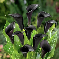 Cala - Schwarzwalder - Pachet 1 bulb - Aqua Flowers