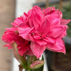Bulbi Amaryllis – Candy Nymph – Aqua Flowers