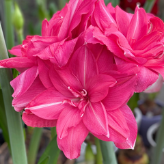 Bulbi Amaryllis – Candy Nymph – Aqua Flowers