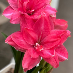 Bulbi Amaryllis – Candy Nymph – Aqua Flowers