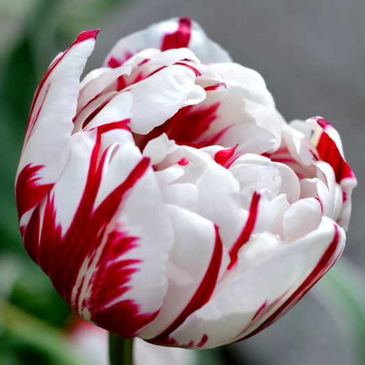 Bulbi Lalele Carnaval De Nice – Pachet 5 Bulbi - Aqua Flowers