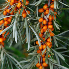 Catina HIPPOPHAE RHAMNOIDES-GHIVECI 2L