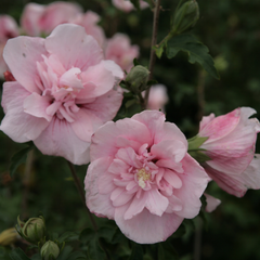 Hibiscus Syriacus Pink Chiffon - Ghiveci 3L