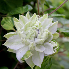 Clematis - Diamond Ball - Ghiveci - înălțime la livrare-50-70 cm