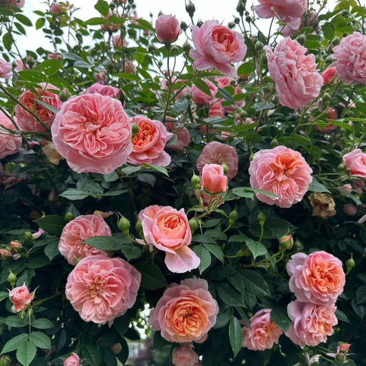 Trandafiri cățărători - Colette - Rădăcină ambalată - Aqua Flowers