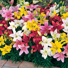 Crini Parfumati MIX - Pachet 10 Bulbi - Aqua Flowers